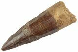 Fossil Spinosaurus Tooth - Real Dinosaur Tooth #367997-1